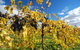 Novotel Barossa Valley Resort - thumb 10