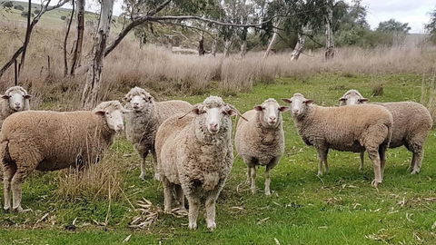 D2 At Watervale - E Caravan Parks 24