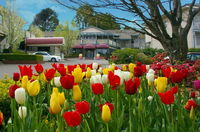 Book Leura Accommodation Vacations E Caravan Parks E Caravan Parks