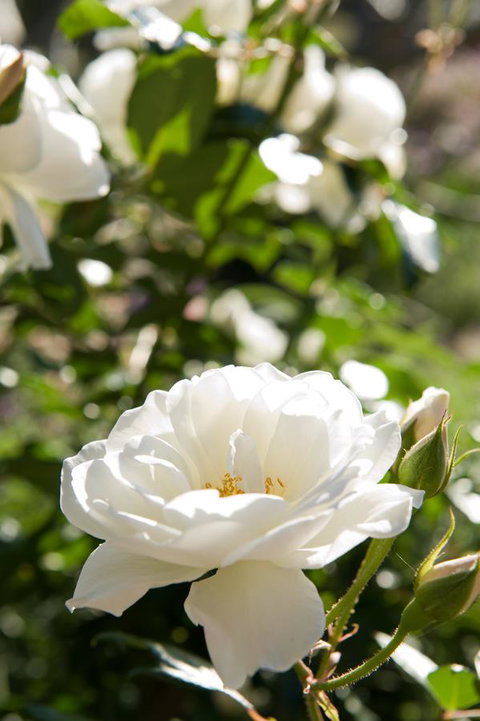 Ironstone Estate Lovedale - E Caravan Parks 40