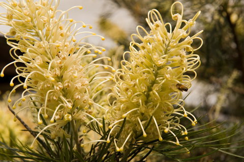 Ironstone Estate Lovedale - E Caravan Parks 36