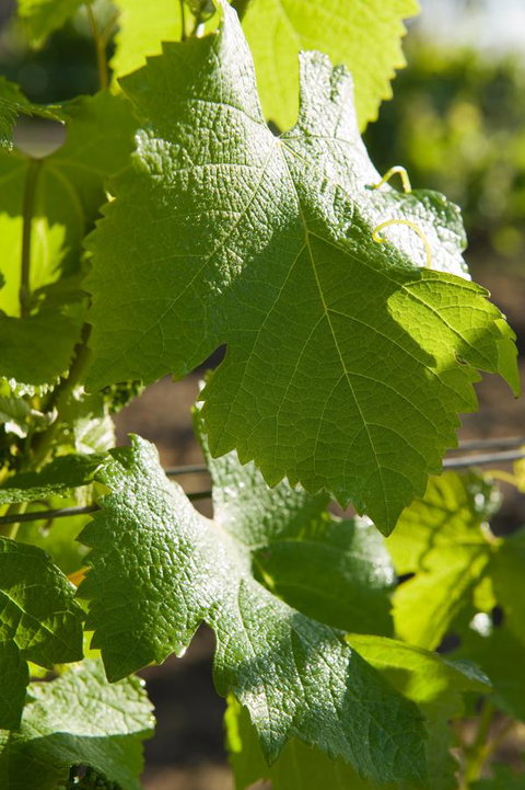 Ironstone Estate Lovedale - E Caravan Parks 35