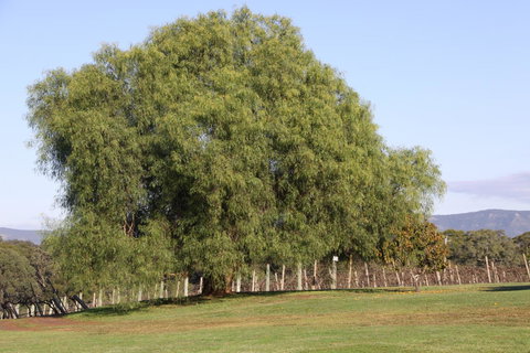 Adina Vineyard - E Caravan Parks 17