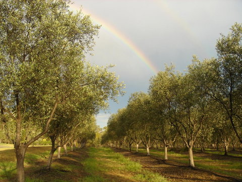 Adina Vineyard - E Caravan Parks 19