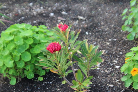 Red Waratah - E Caravan Parks 12