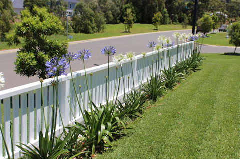 Red Waratah - E Caravan Parks 2