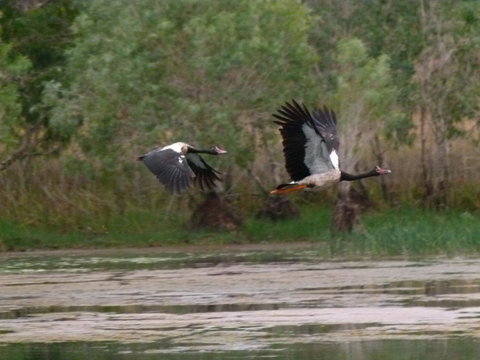 Mercure Kakadu Crocodile - E Caravan Parks 31