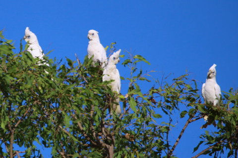 Aurora Kakadu Lodge - E Caravan Parks 9