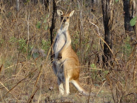Mount Bundy Station - E Caravan Parks 41