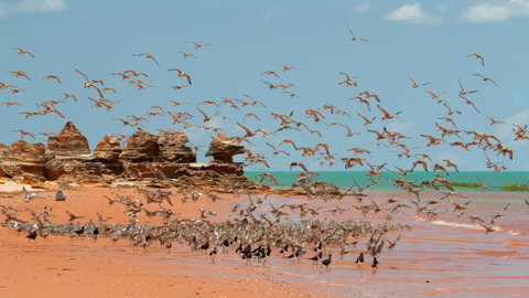 Broome Bird Observatory - E Caravan Parks 1
