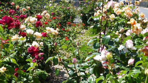 Cabernet Cottage - E Caravan Parks 3