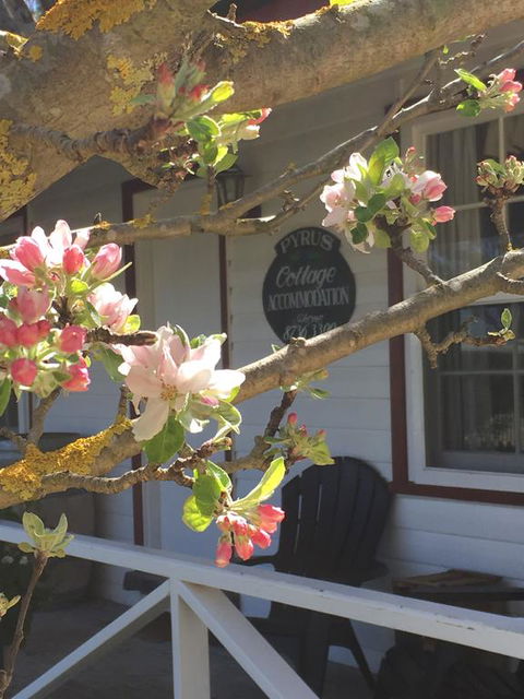 Coonawarra's Pyrus Cottage - E Caravan Parks 3