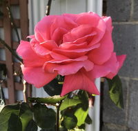 Cozy Luxury Suit With Separate Entrance