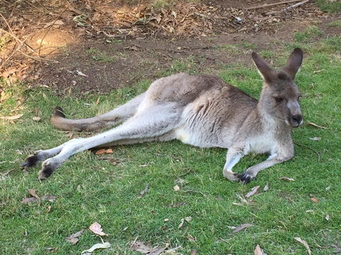 Eden Golf View Motel - E Caravan Parks 2