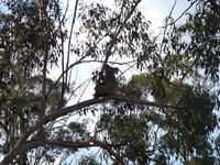 Book Haden Accommodation Vacations E Caravan Parks E Caravan Parks