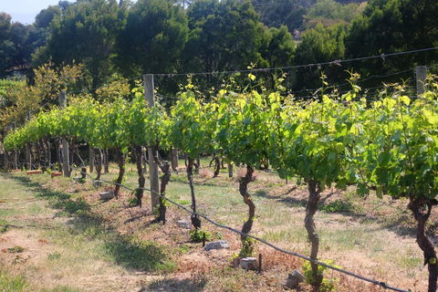 Every Man And His Dog Vineyard - E Caravan Parks 2