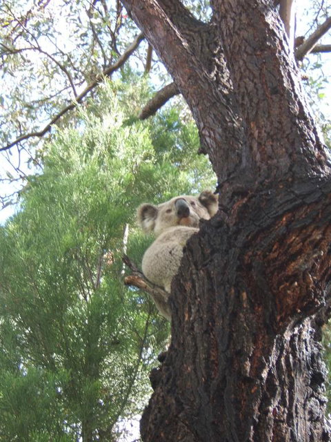 Getaway Tourist Park - E Caravan Parks 3