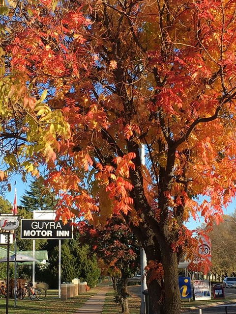 Guyra Motor Inn - E Caravan Parks 3