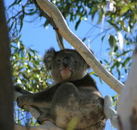 Levi Park Caravan Park - E Caravan Parks