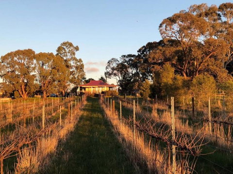 Lillicur Vineyard B&B - E Caravan Parks 0