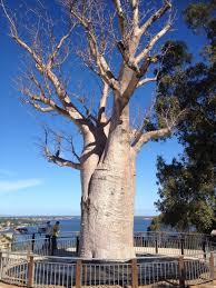 Dunes Scarborough Beach - E Caravan Parks 35