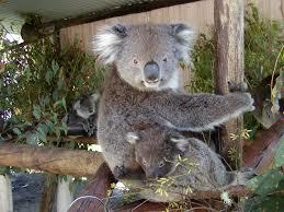 Dunes Scarborough Beach - E Caravan Parks 42