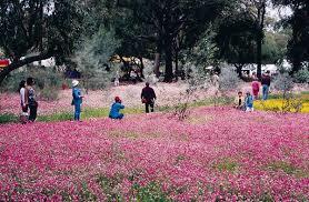 Dunes Scarborough Beach - E Caravan Parks 36