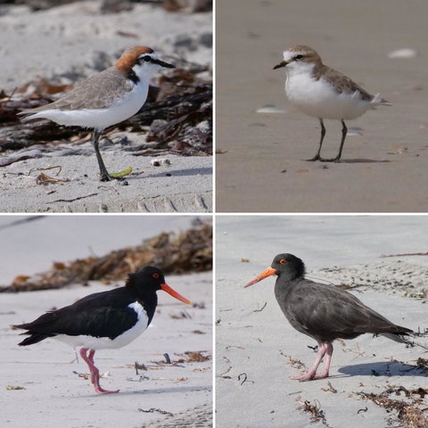 Riverside Retreat Chalets, Walpole - E Caravan Parks 25