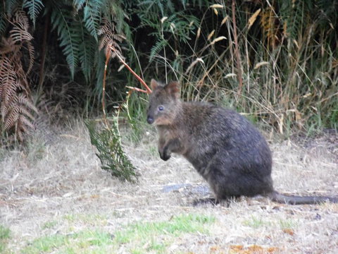 Riverside Retreat Chalets, Walpole - E Caravan Parks 22