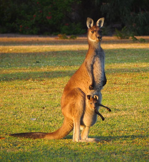 Riverside Retreat Chalets, Walpole - E Caravan Parks 21