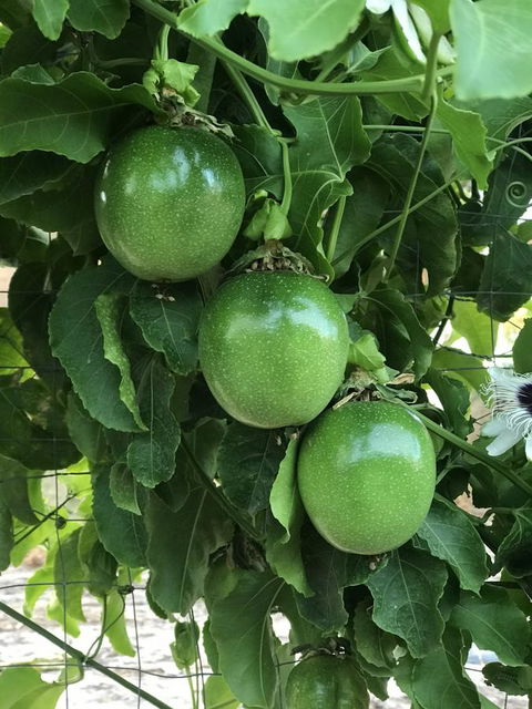 Cockburn Retreat Home æŸæ–¯æ‚ é–’æ°‘å®¿ - E Caravan Parks 23