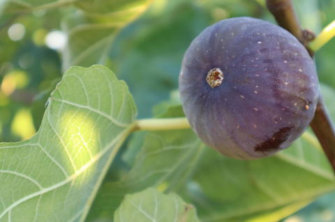 Cockburn Retreat Home æŸæ–¯æ‚ é–’æ°‘å®¿ - E Caravan Parks 25