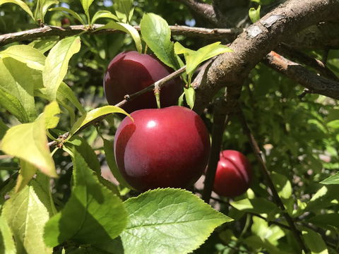 Cockburn Retreat Home æŸæ–¯æ‚ é–’æ°‘å®¿ - E Caravan Parks 21