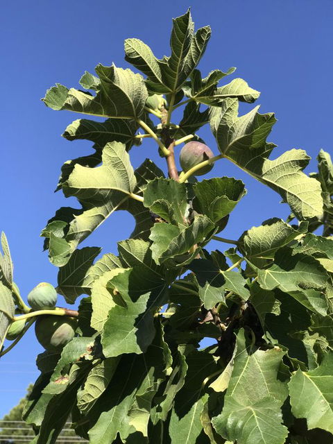 Cockburn Retreat Home æŸæ–¯æ‚ é–’æ°‘å®¿ - E Caravan Parks 24