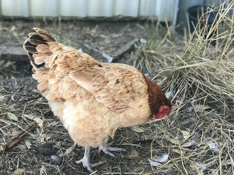 Cockburn Retreat Home æŸæ–¯æ‚ é–’æ°‘å®¿ - E Caravan Parks 30