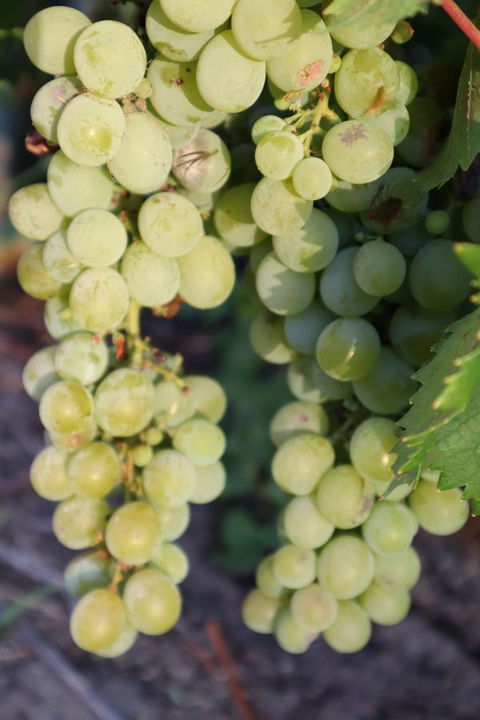 Cockburn Retreat Home æŸæ–¯æ‚ é–’æ°‘å®¿ - E Caravan Parks 26