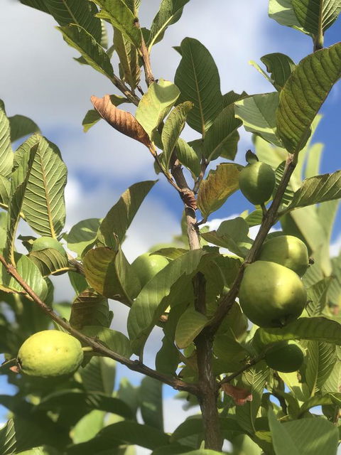 Cockburn Retreat Home æŸæ–¯æ‚ é–’æ°‘å®¿ - E Caravan Parks 22