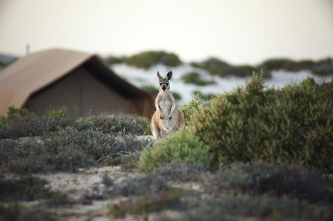 Sal Salis Ningaloo Reef - E Caravan Parks 32