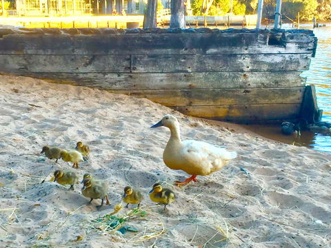 Wandering Geese Boutique Bed And Breakfast - E Caravan Parks 3