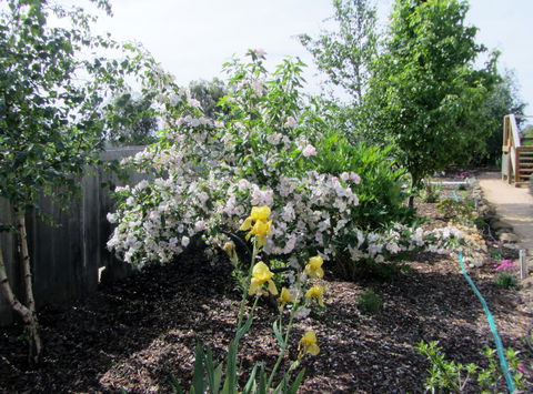 Elm Trees Accommodation @ Ross - E Caravan Parks 7