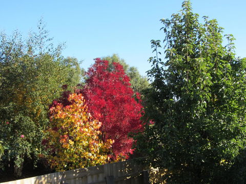 Elm Trees Accommodation @ Ross - E Caravan Parks 21