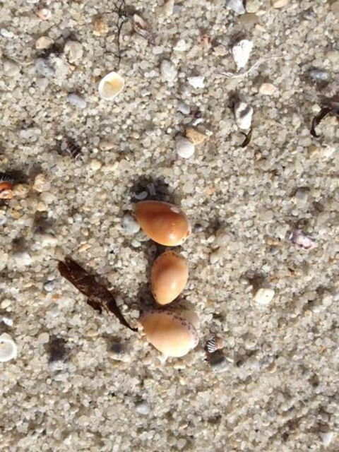 Blu-Sea 365 - E Caravan Parks 27