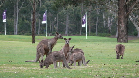 Riverside Oaks Golf Resort - E Caravan Parks 3