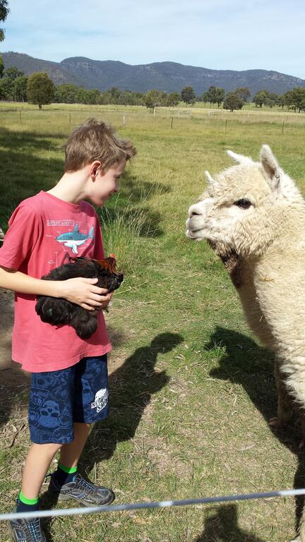 Starline Alpacas Farmstay Resort - E Caravan Parks 3