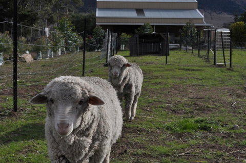 Taras Richmond Farmstay - E Caravan Parks 14