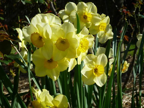 Wagners Cottages - E Caravan Parks 14