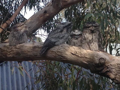 Kookas Retreat - E Caravan Parks 15