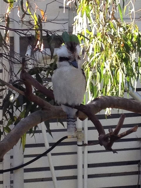 Kookas Retreat - E Caravan Parks 16