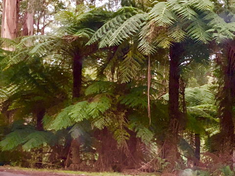 One Tree Hill Wilson Prom And Ocean Views - E Caravan Parks 16