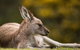 Gipsy Point Lodge & Cottages - thumb 39